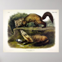Pine Marten (Mustela Martes) American Marten