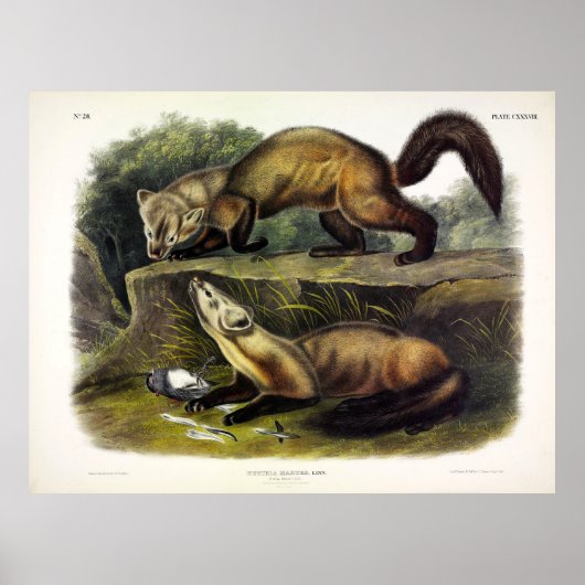 Pine Marten (Mustela Martes) American Marten Poster (Voorkant)