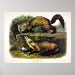 Pine Marten (Mustela Martes) Poster