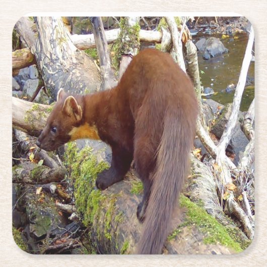 Pine Marten op Log Onderzetter (Voorkant)