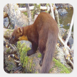 Pine Marten op Log Vierkante Sticker