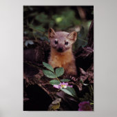 Pine Marten Poster (Voorkant)