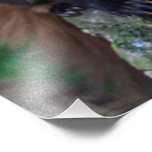 Pine Marten Print Foto Afdruk (Hoek)