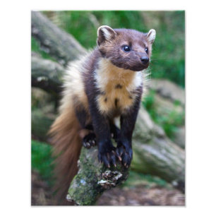 Pine Marten Print Foto Afdruk