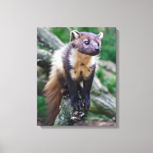 Pine Marten Wrapped Canvas (Voorkant)
