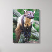 Pine Marten Wrapped Canvas Afdruk (Voorkant)