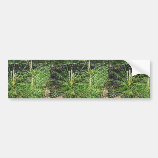 Pine Needles van Kenneth Yoncich Bumpersticker (Voorkant)