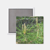 Pine Needles van Kenneth Yoncich Magneet (Voorkant / Achterkant)