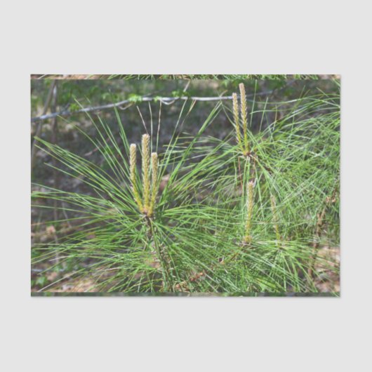 Pine Needles van Kenneth Yoncich Tissuepapier (Voorkant)