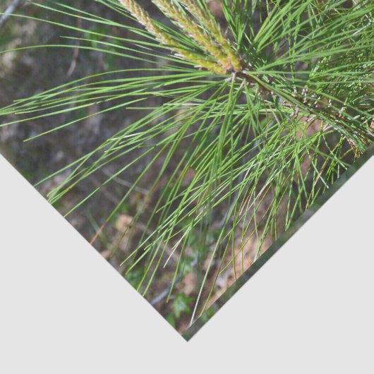 Pine Needles van Kenneth Yoncich Tissuepapier (Detail)