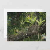 Pine Pink, Bletia purpurea, bloeiend op Mango Briefkaart (Voorkant / Achterkant)