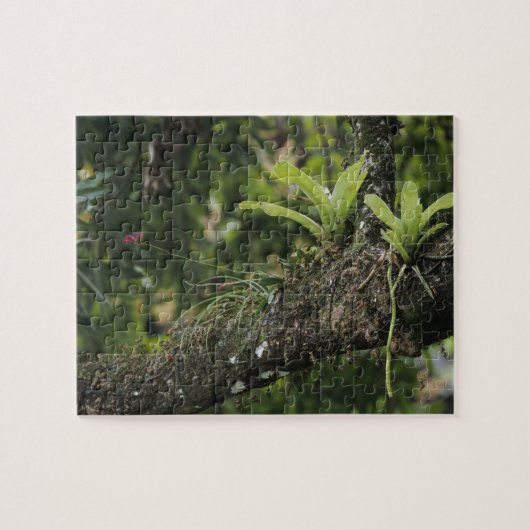 Pine Pink, Bletia purpurea, bloeiend op Mango Legpuzzel (Horizontaal)