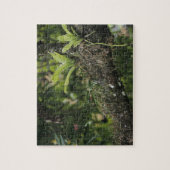 Pine Pink, Bletia purpurea, bloeiend op Mango Legpuzzel (Verticaal)
