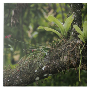 Pine Pink, Bletia purpurea, bloeiend op Mango Tegeltje