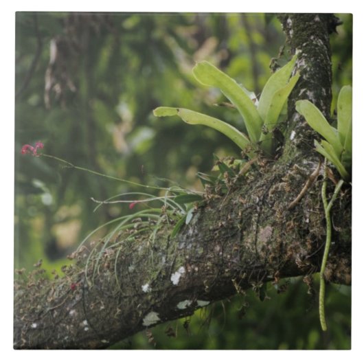 Pine Pink, Bletia purpurea, bloeiend op Mango Tegeltje (Voorkant)