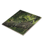 Pine Pink, Bletia purpurea, bloeiend op Mango Tegeltje (Zijkant)