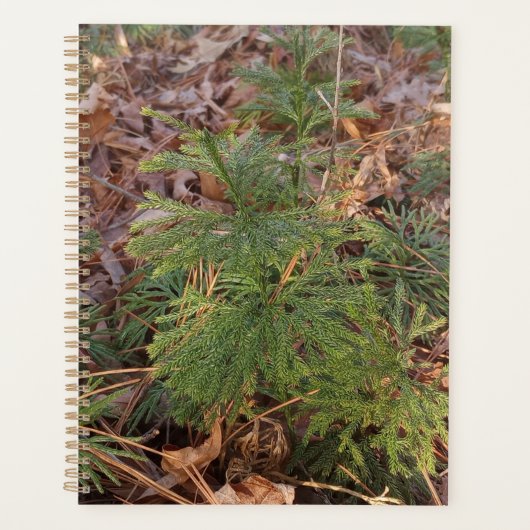Pine Sapling Spiral Planner (Voorkant)