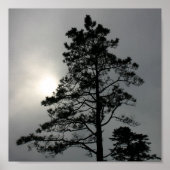Pine Silhouette Cloudy Sun Fotografie Poster (Voorkant)