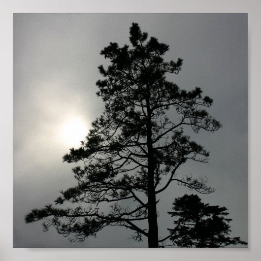Pine Silhouette Cloudy Sun Fotografie Poster (Voorkant)
