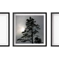 Pine Silhouette Cloudy Sun Fotografie