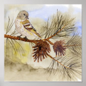 Pine Siskin Canvas Afdrukken Poster (Voorkant)