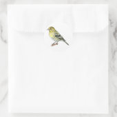 Pine Siskin Songbird Stickers (Tas)