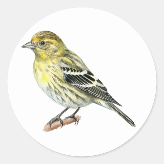 Pine Siskin Songbird Stickers (Voorkant)