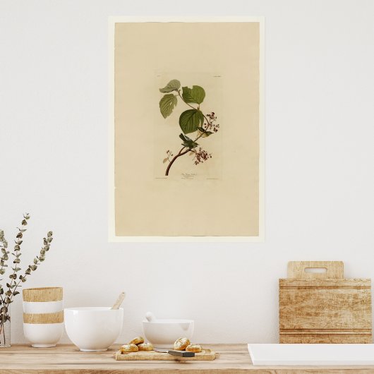 Pine Swamp Warbler Poster (Keuken)