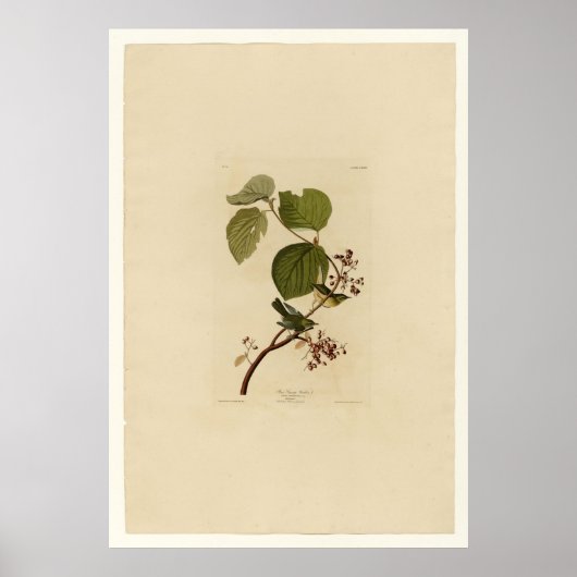 Pine Swamp Warbler Poster (Voorkant)