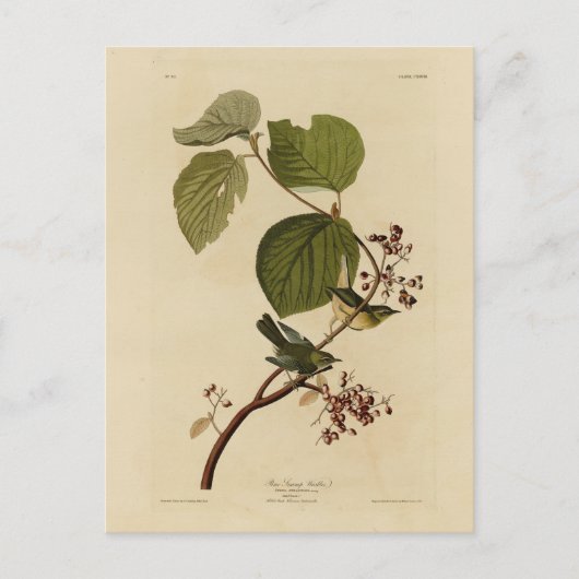 Pine Swamp Warbler uit Audubon's Birds of America Briefkaart (Voorkant)