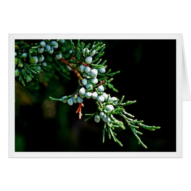 Pine Tree Branch (Voorkant Horizontaal)