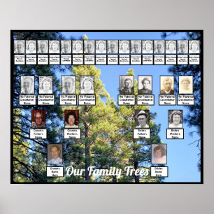 Pine Tree Forest Foto 2 Family Trees Poster