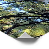 Pine Tree Forest Foto twee familiebomen Poster (Hoek)