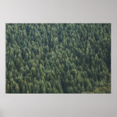 PINE TREE FOREST POSTER (Voorkant)