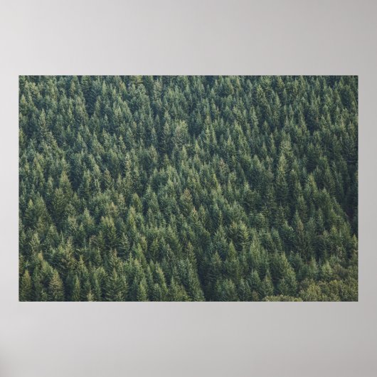 PINE TREE FOREST POSTER (Voorkant)