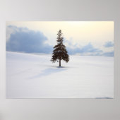 Pine tree, Hokkaido Poster (Voorkant)