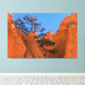 Pine Tree In Hoodoos  Canvas Afdruk (Insitu (Houten vloer))