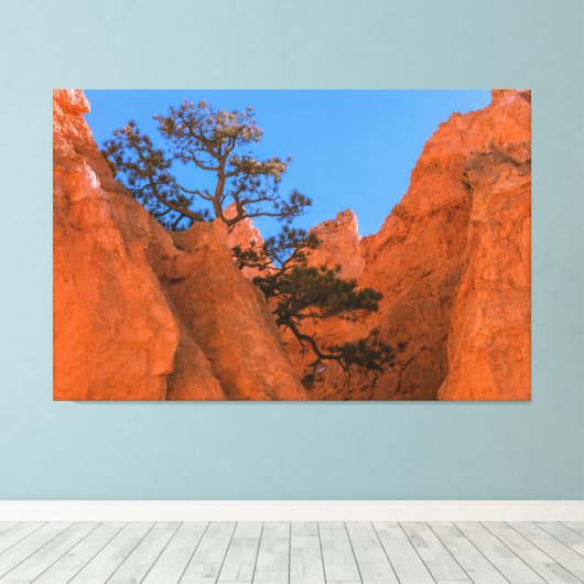 Pine Tree In Hoodoos  Canvas Afdruk (Insitu (Houten vloer))