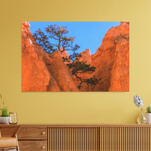 Pine Tree In Hoodoos  Canvas Afdruk (Insitu (Woonkamer))