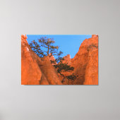 Pine Tree In Hoodoos  Canvas Afdruk (Voorkant)