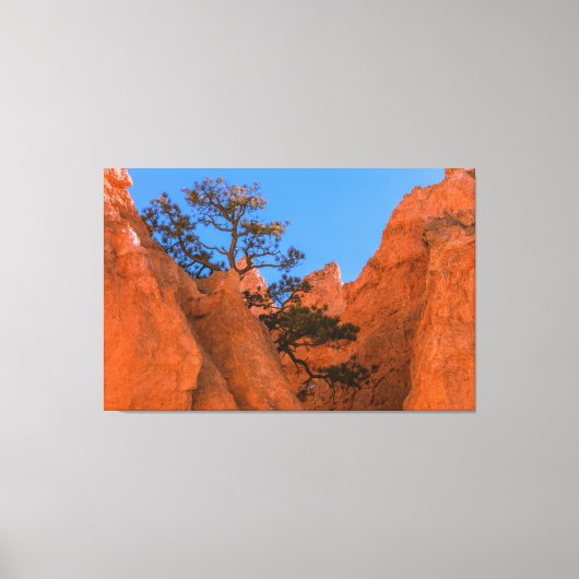 Pine Tree In Hoodoos  Canvas Afdruk (Voorkant)