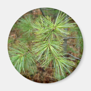 Pine Tree magnet