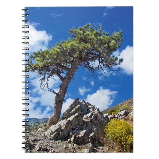 Pine Tree spiral notebook Notitieboek (Voorkant)