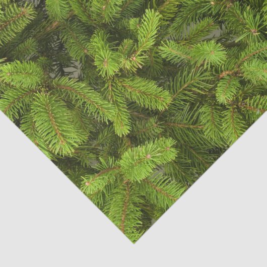 pine tree take tissuepapier (Detail)