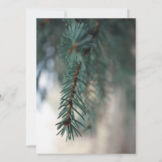 Pine Trees (Achterkant)