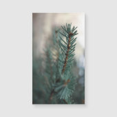 Pine Trees (Voorkant)