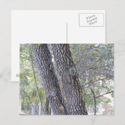 Pine Trees Briefkaart (Voorkant / Achterkant)