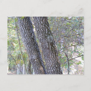 Pine Trees Briefkaart