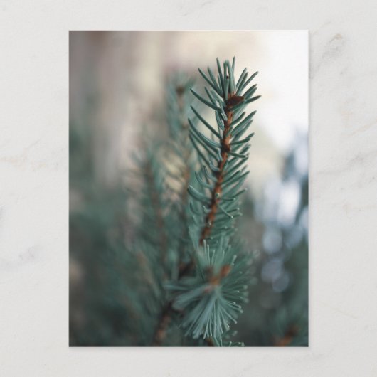 Pine Trees Briefkaart (Voorkant)