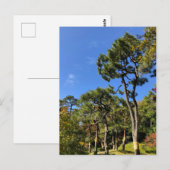 Pine Trees in het najaar van de hemel Briefkaart (Voorkant / Achterkant)